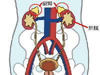 左右の腎臓の上部にある副腎の位置をあらわしたイラスト